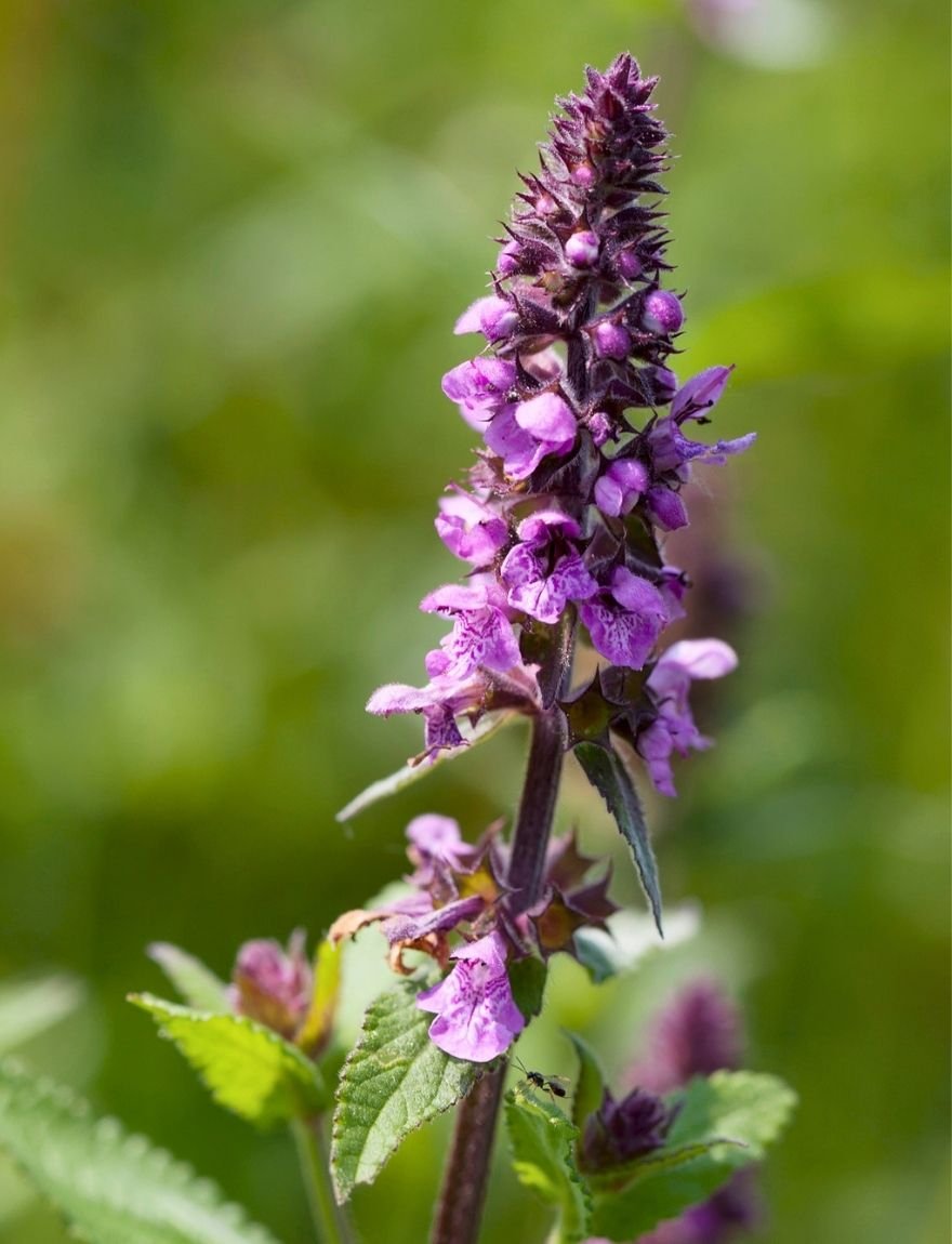 Moerasandoorn (Stachys palustris)