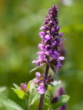 Moerasandoorn (Stachys palustris)