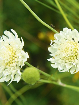 Scabiosa ochroleuca