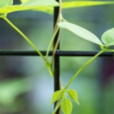 Apios Americana klimmen