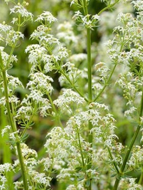 The hedge bedstraw (Galium mollugo) in flower