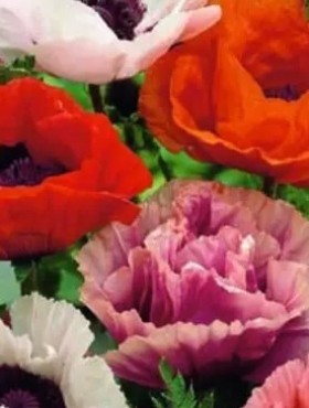 Papaver orientale (mix)