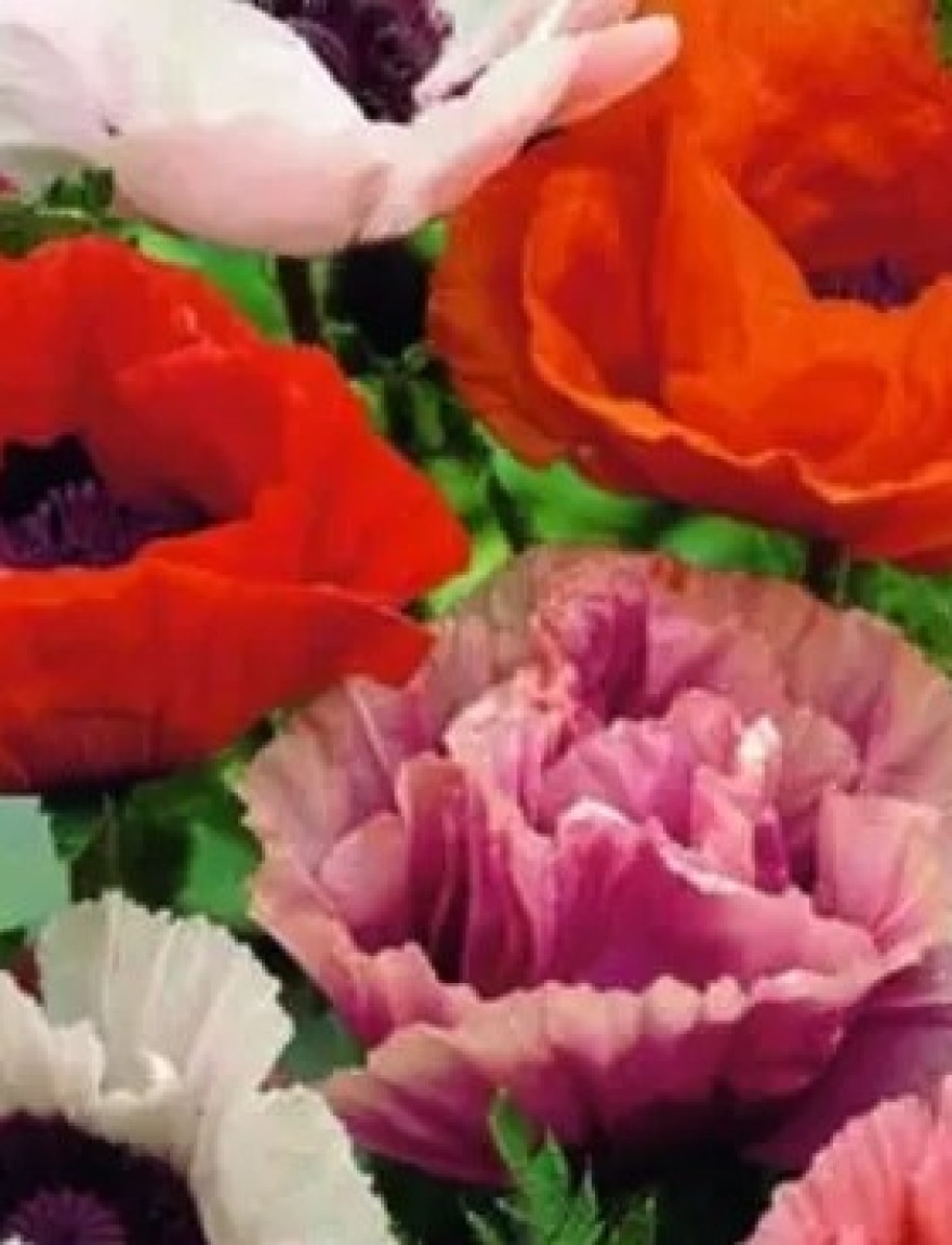 Papaver orientale (mix)