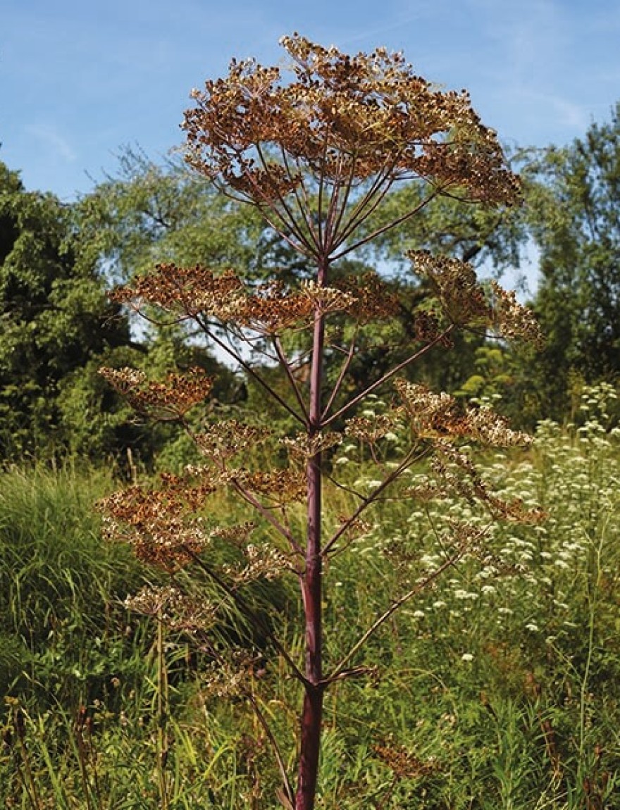 Peucedanum verticillare