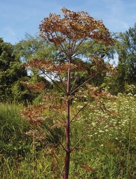 Peucedanum verticillare