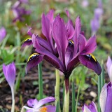 Dwarf purple iris reticulata in flower during early spring