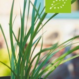 Tulbaghia violacea in pot