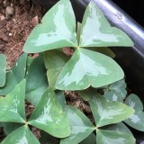 Oxalis triangularis 'Marmer'