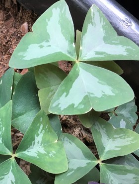 Oxalis triangularis 'Marmer'