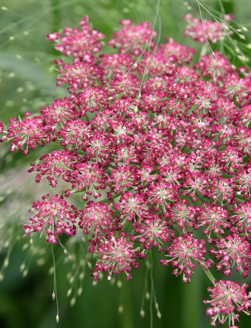 Daucus carota 'Dara'