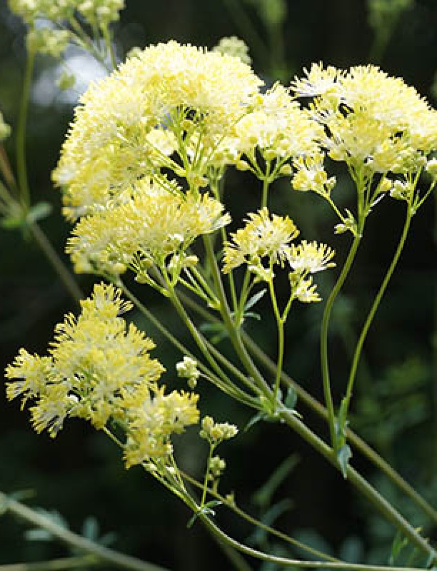 Thalictrum lucidum