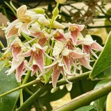 stauntonia