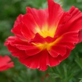 Eschscholzia 'Bush Fire' ('Cherry Swirls')