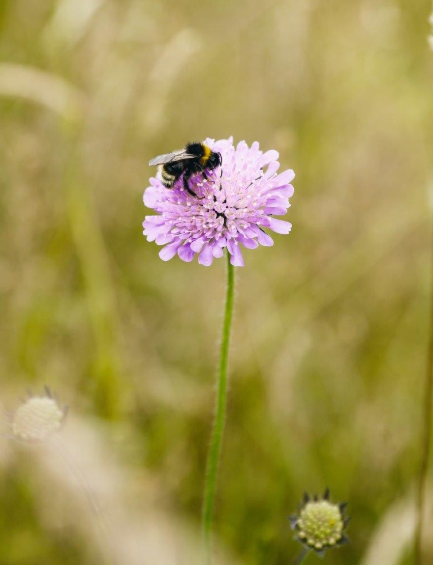 Knautia arvensis
