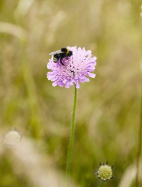 Knautia arvensis
