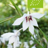 Minituinpakket (biologisch)