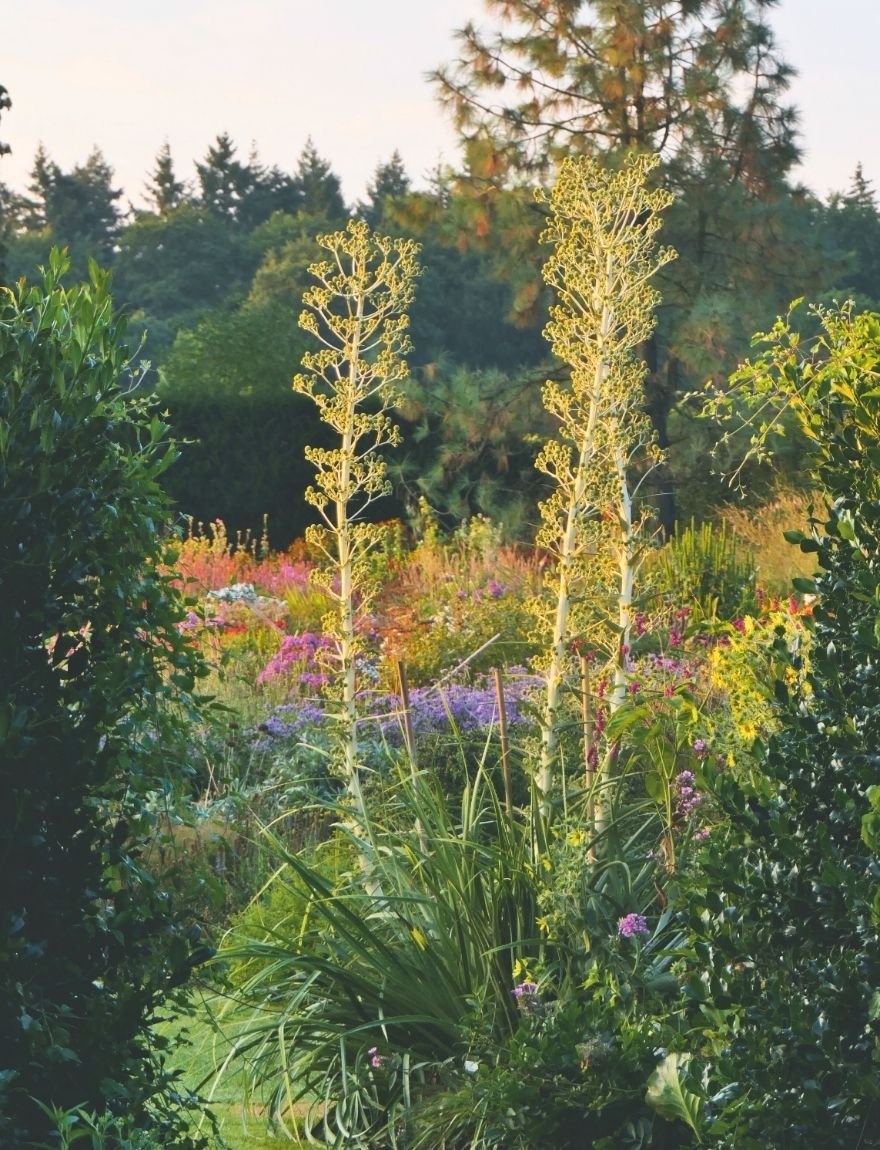 Eryngium paniculatum in de zomer