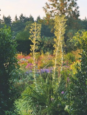 Eryngium paniculatum in de zomer