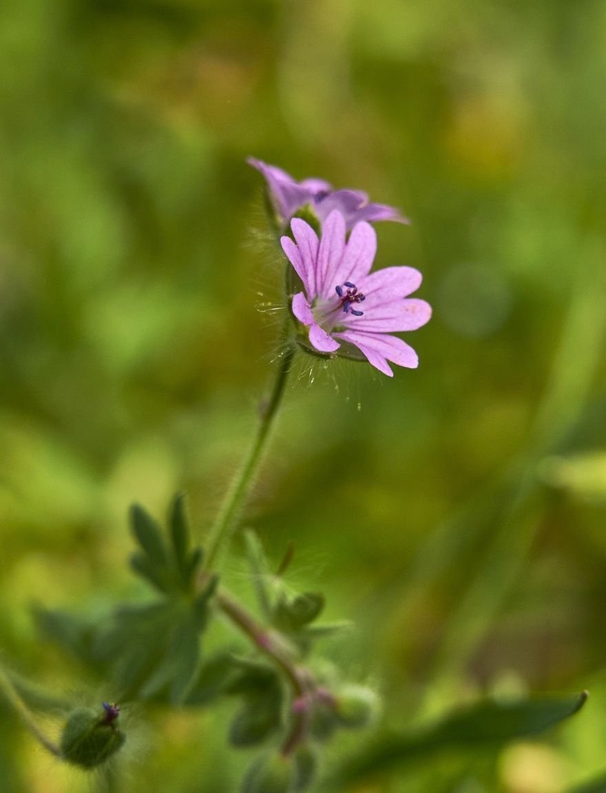geranium pyrenaicum bermooievaarsbek