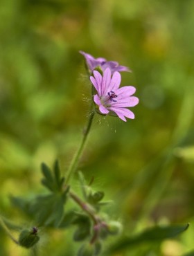 geranium pyrenaicum bermooievaarsbek