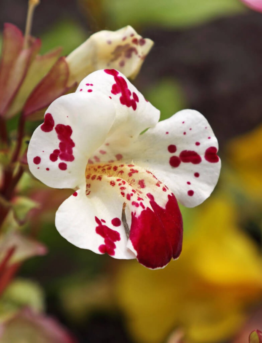 Mimulus 'Magic White Blotch'