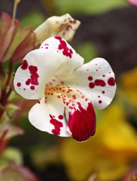 Mimulus 'Magic White Blotch'