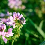 Securigera varia