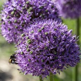 Biologische bollen Pakket Tussen vaste planten
