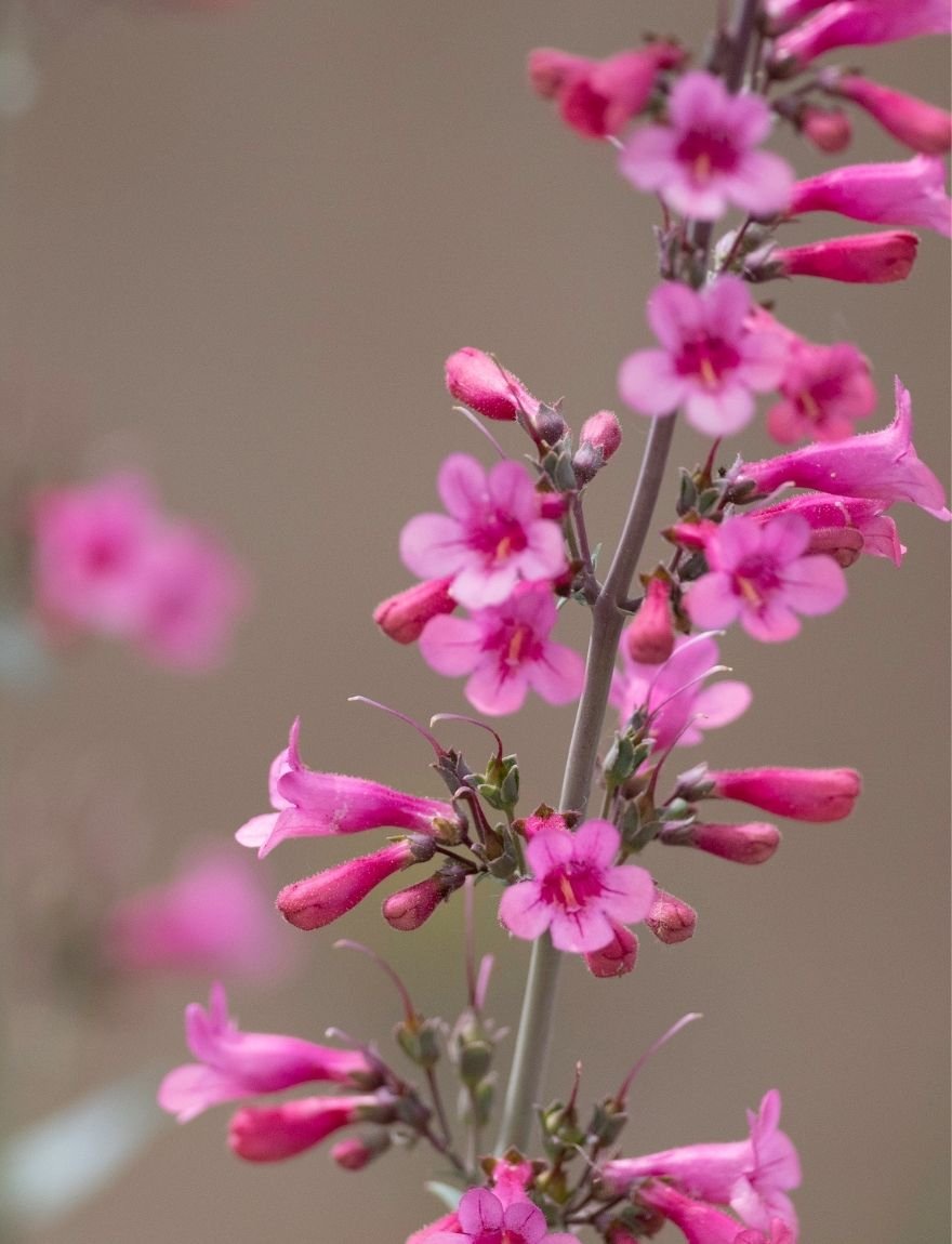 Penstemon parryi