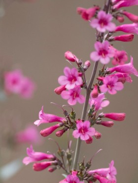 Penstemon parryi
