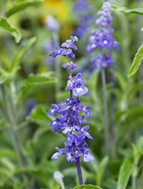Salvia farinacea 'Blue Bedder'