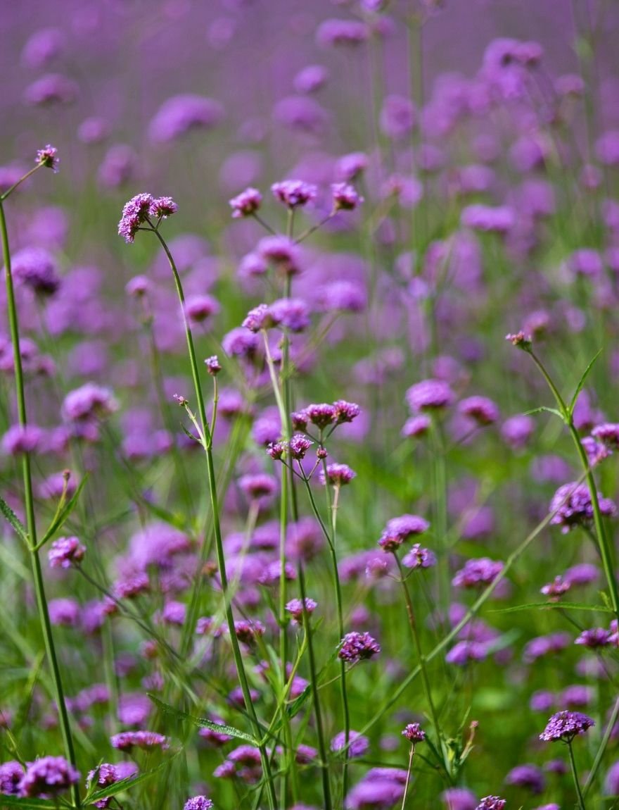 IJzerhard (VIJzerhard (Verbena bonariensis 'Vanity')erbena bonariensis 'Vanity')