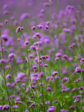 IJzerhard (VIJzerhard (Verbena bonariensis 'Vanity')erbena bonariensis 'Vanity')