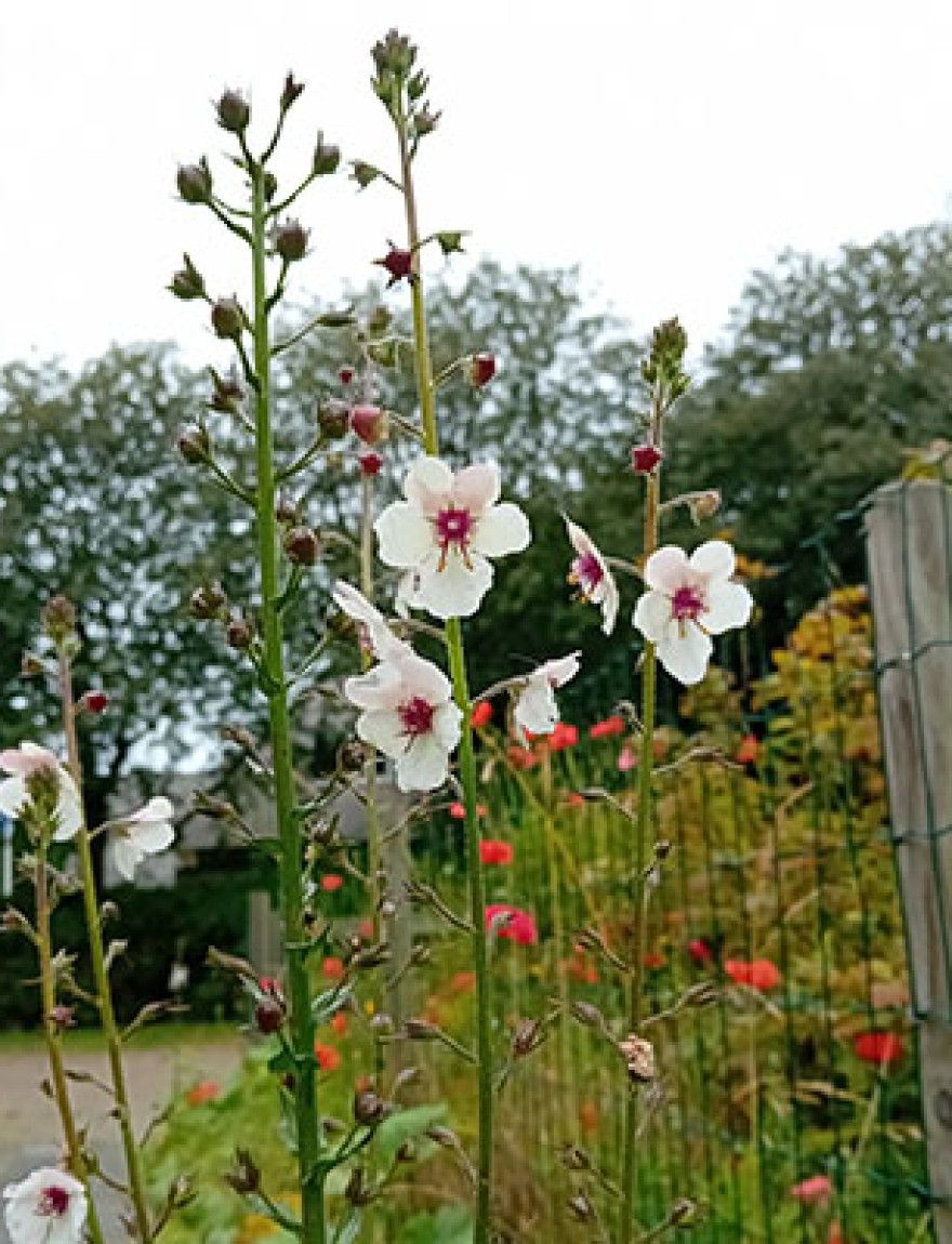 Verbascum blattaria 'Albiflorum'