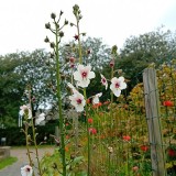 Verbascum blattaria 'Albiflorum'