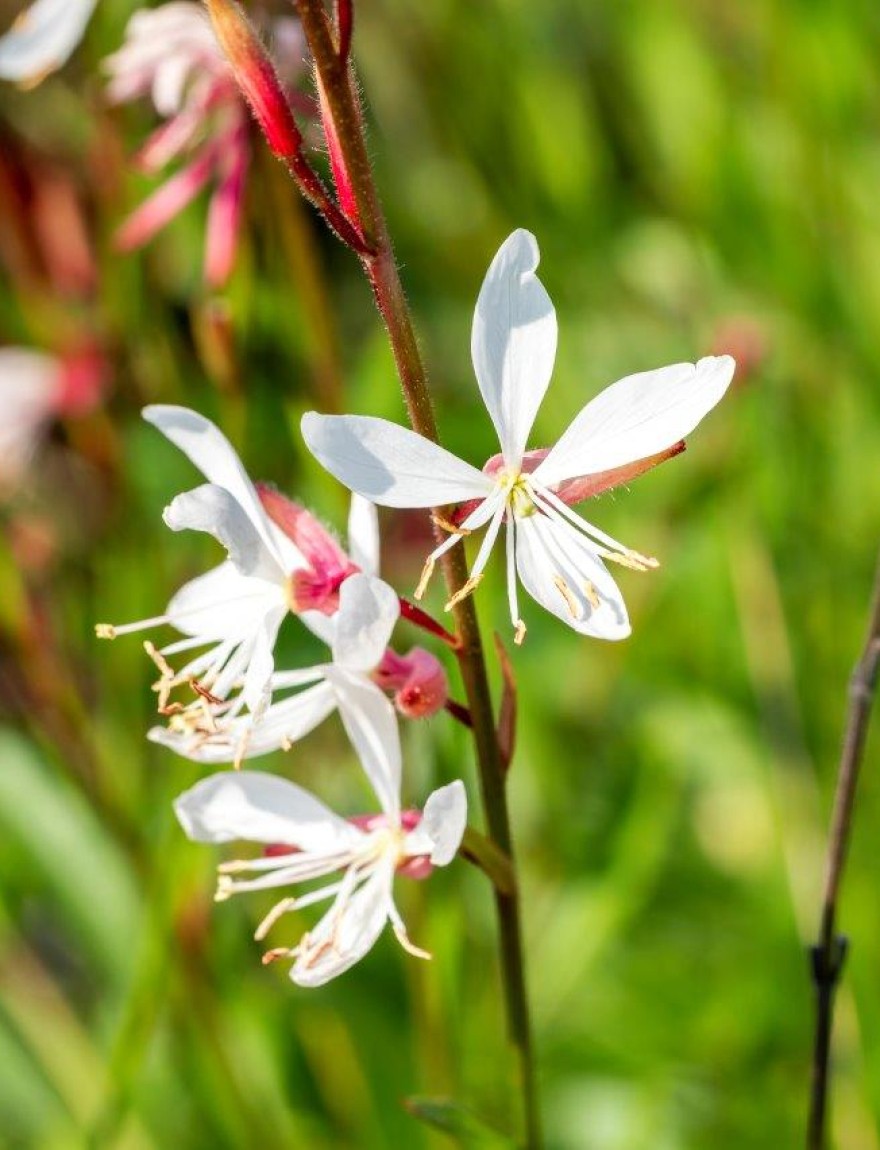 Gaura ‘Sparkle White’