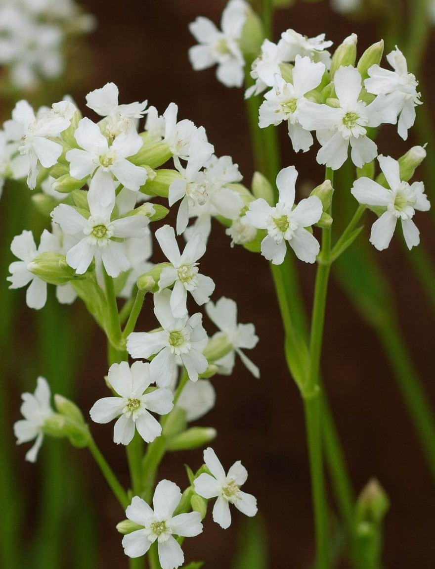 Viscaria vulgaris Schnee