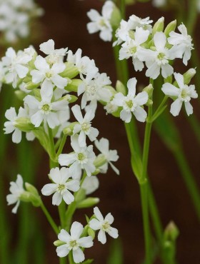 Viscaria vulgaris Schnee