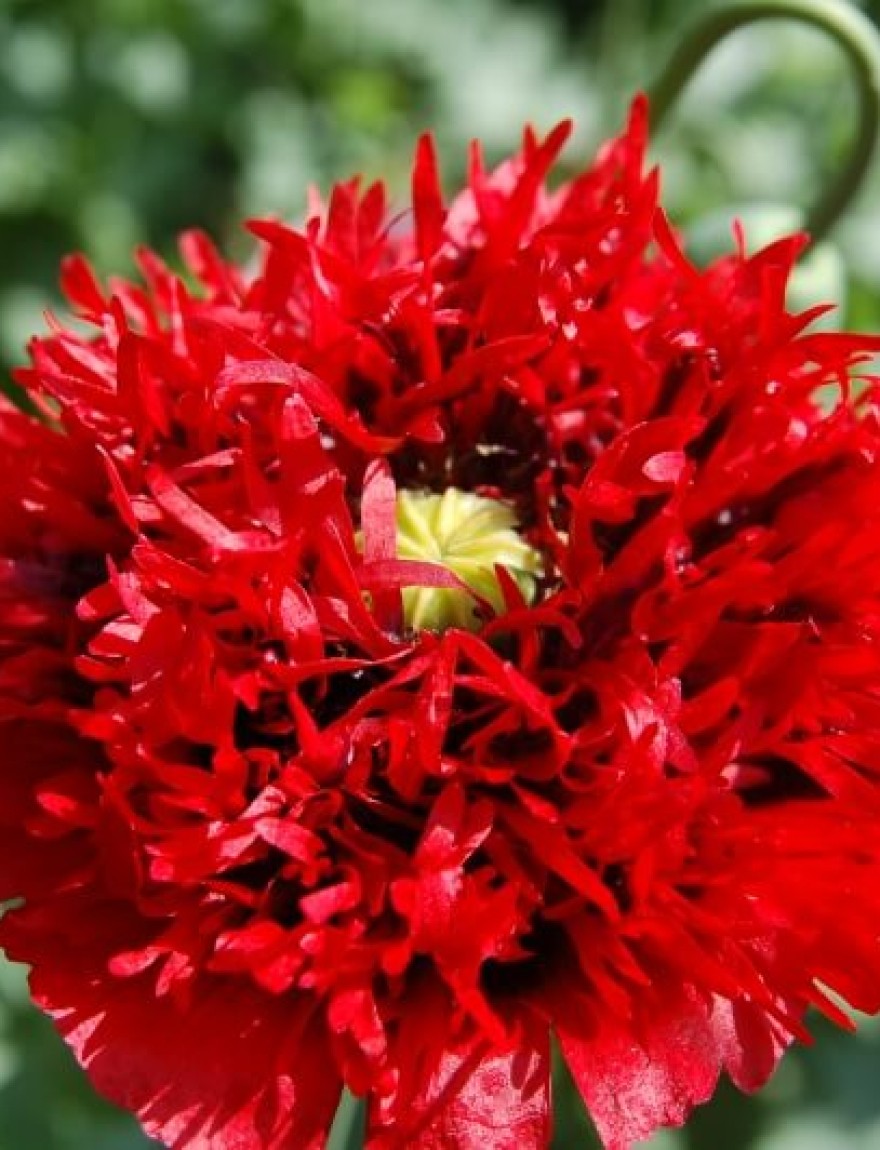 Papaver somniferum scarlet peony