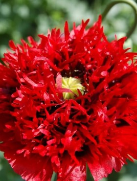 Papaver somniferum scarlet peony