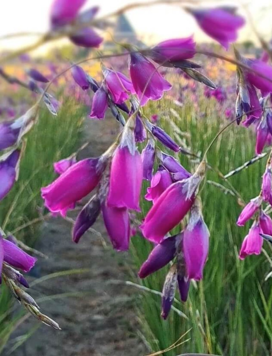 Dierama pulcherrima