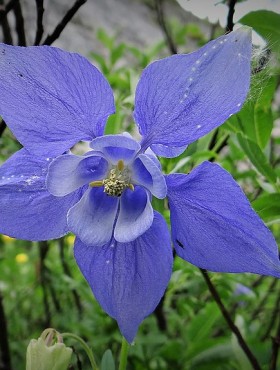 Aquilegia alpina