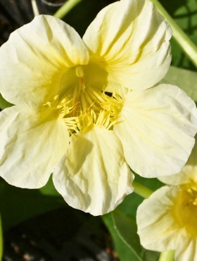 Tropaeolum majus ‘Milkmaid'