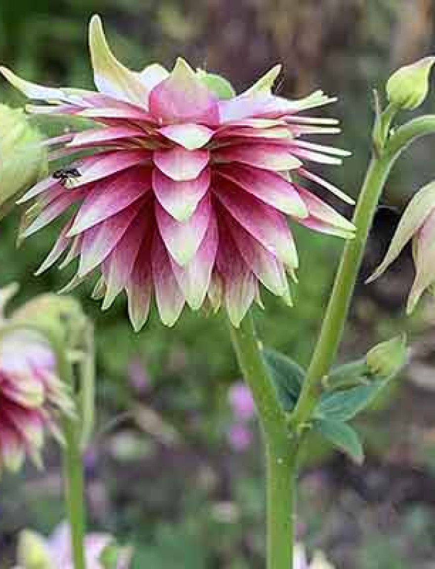 Aquilegia vulgaris 'Nora Barlow'