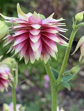 Aquilegia vulgaris 'Nora Barlow'