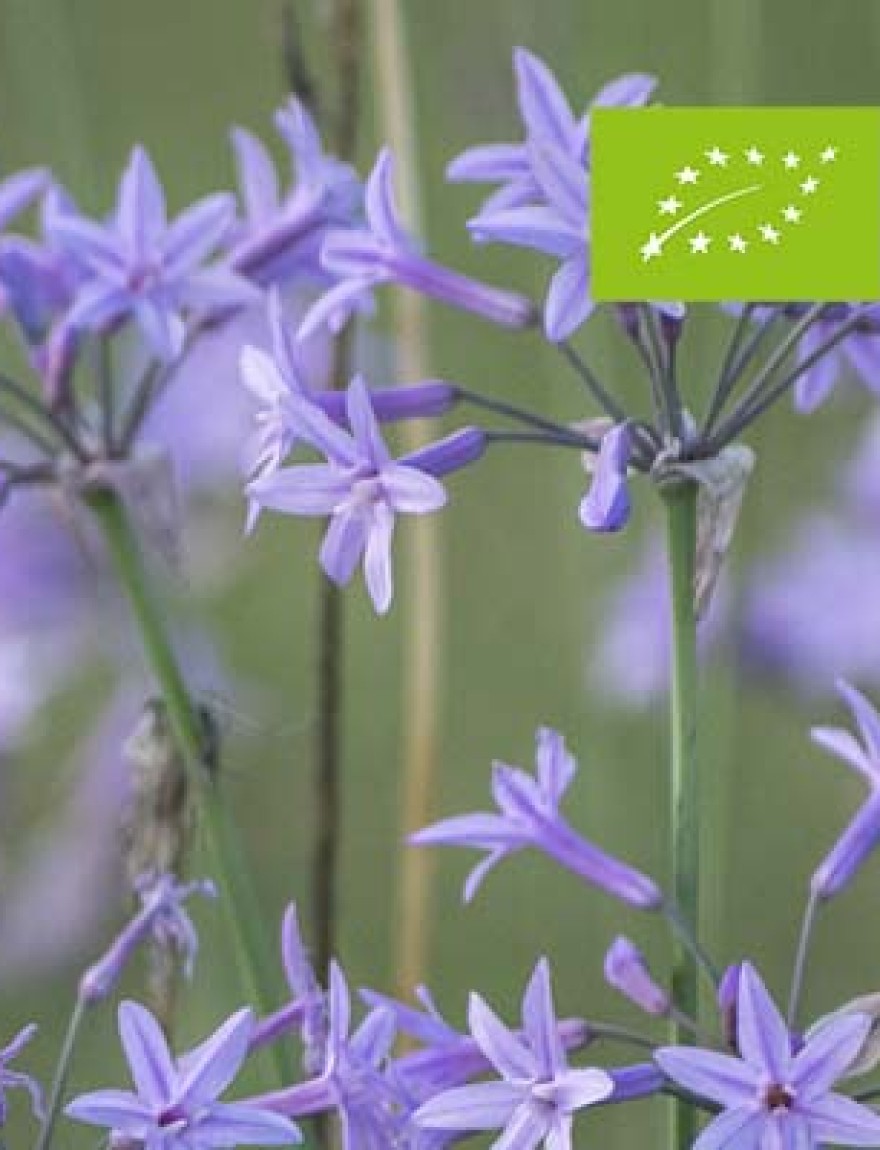 Flowers of a Tulbaghia violacea