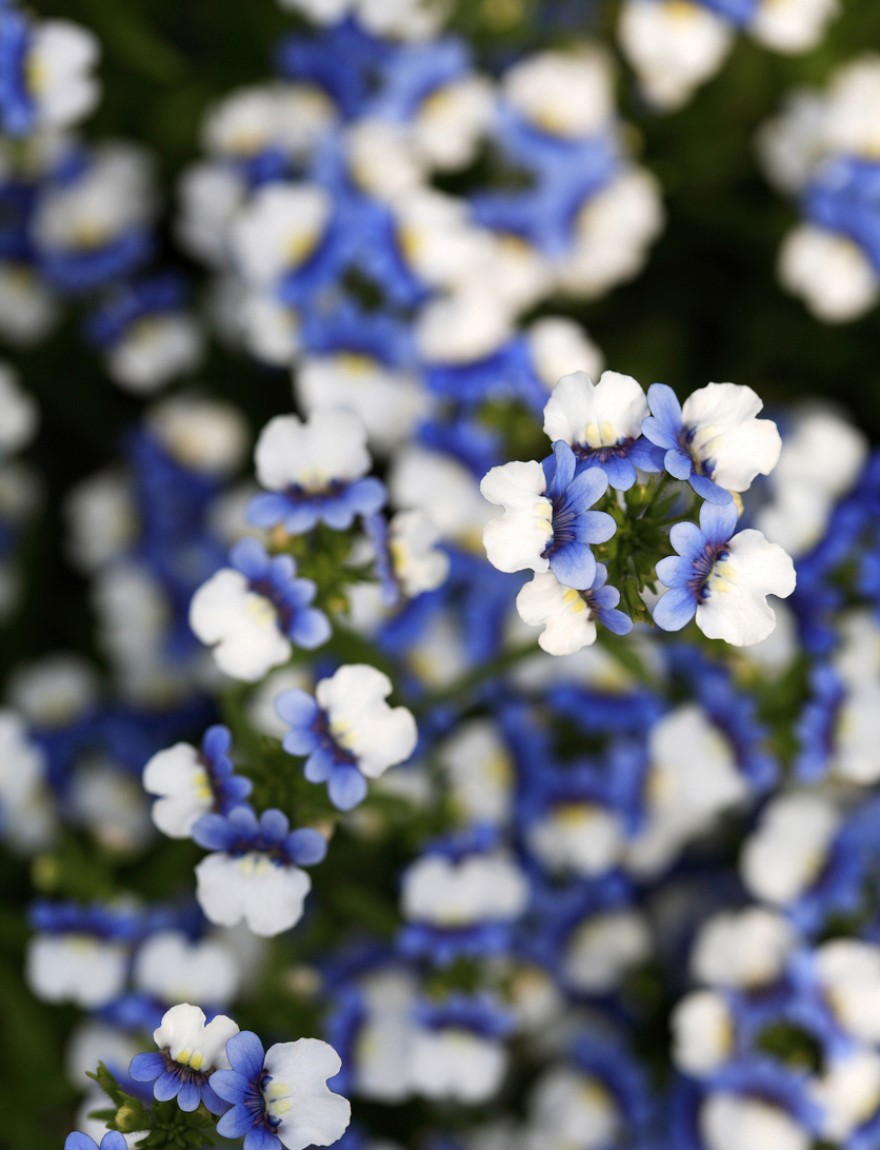 Nemesia strumosa blue white KLM