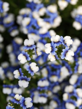 Nemesia strumosa blue white KLM