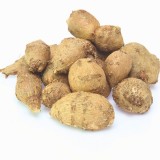 Apios Americana knollen