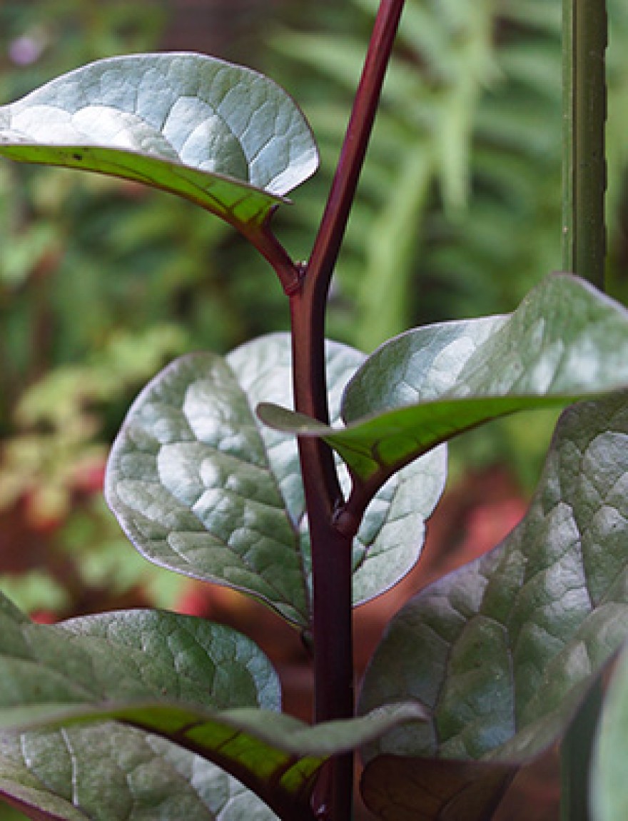 Basella alba 'Rubra' (Malabar-spinazie)